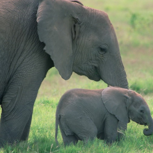 mamma-elefante-con-cucciolo1.jpg
